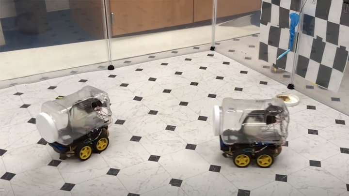 Rats driving tiny cars