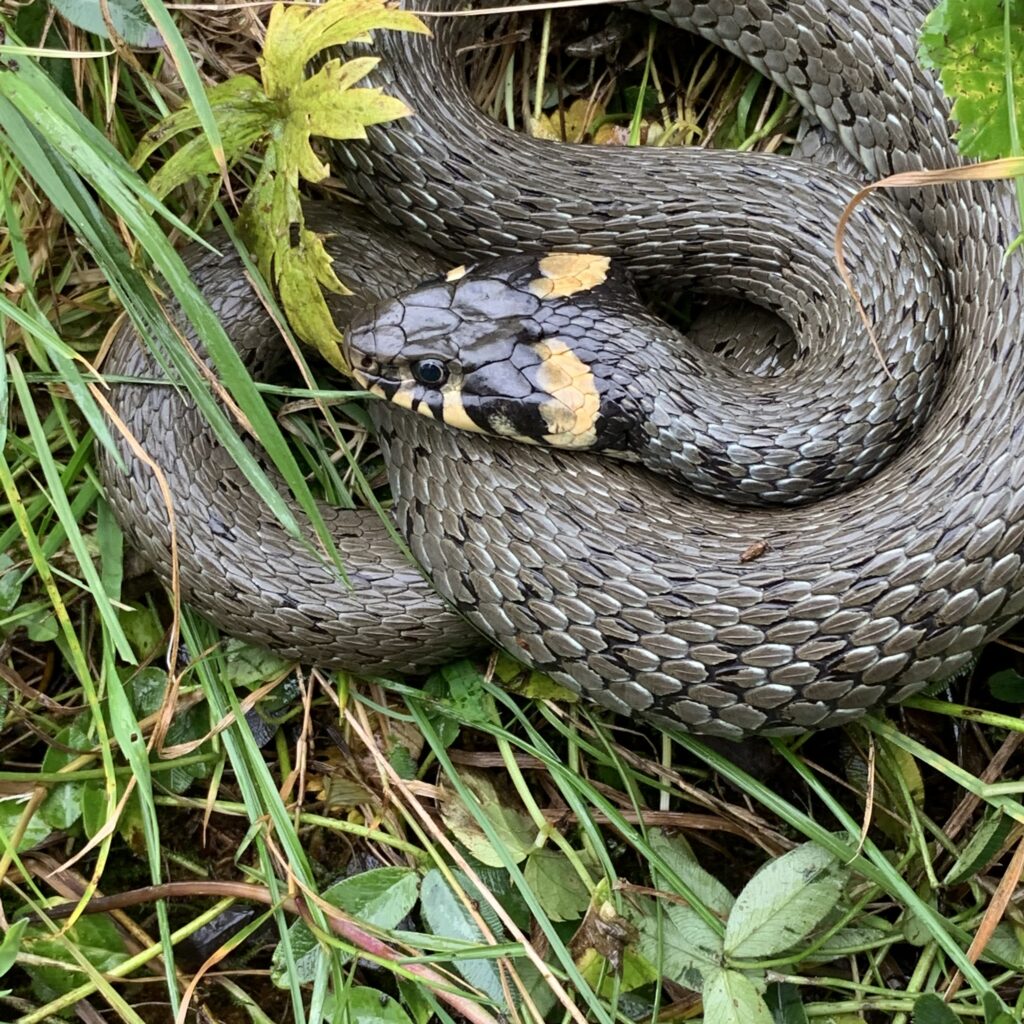 Welche Schlange ist das?